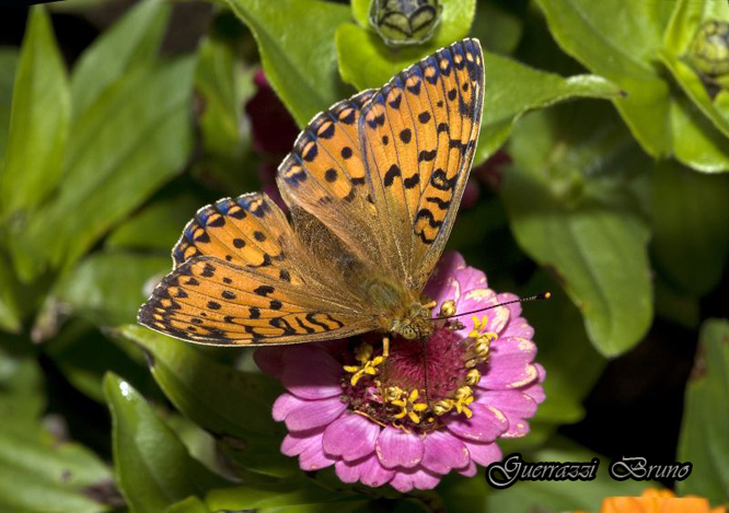 Argynnis aglaja